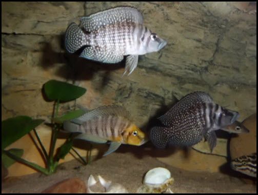 http://i860.photobucket.com/albums/ab162/steba3000/27-12-20129-29-06_zps4fd739cf.jpg