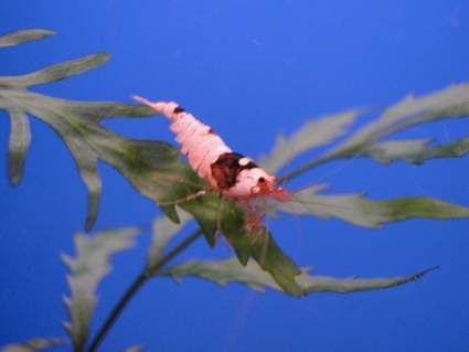 http://i860.photobucket.com/albums/ab162/steba3000/Winnende_foto_zps10ac96f5.jpg