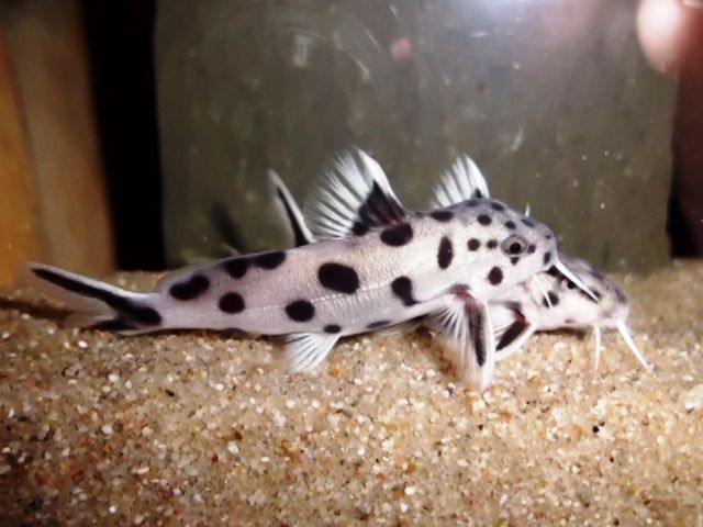 http://i860.photobucket.com/albums/ab162/steba3000/synodontispollywhitezambia_zps86243fc4.jpg