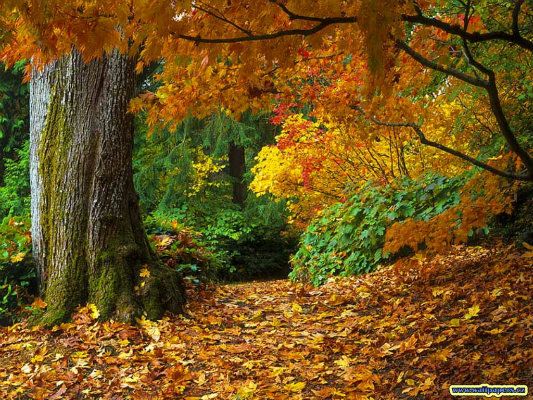 [Image: fall-of-autumn-leaves-wallpaper1_zpse1186d17.jpg]