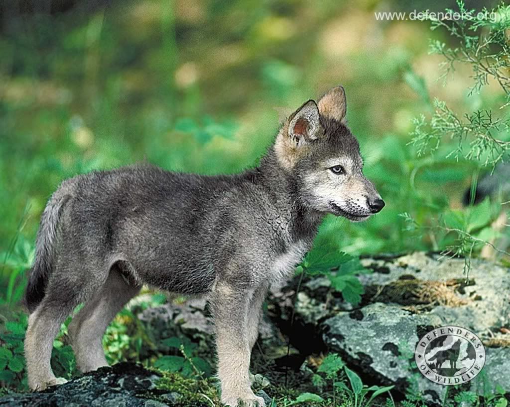 wolf pups photo: Sky wolf-pup-defenders.jpg