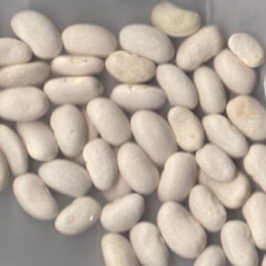Sallee/Donahoo Wide Pod White Greasy Half-Runner Bean
