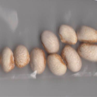 Badda di Polizzi Bean