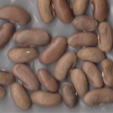 Gold of Bacau Wax Bean