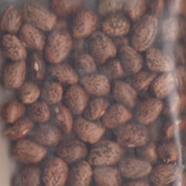 Ora's Speckled Cutshort Bean
