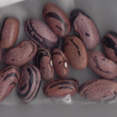 Rio Zape Bean