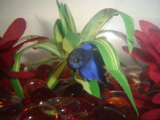 Betta Plant