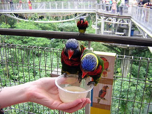 Singapore-Jurong-Bird-Park-2289.jpg picture by Andrewlien