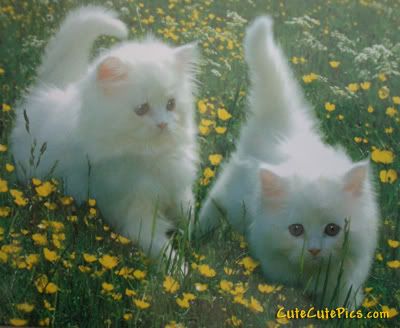 two white cats photo: Kittens two-cute-white-kittens-outside.jpg